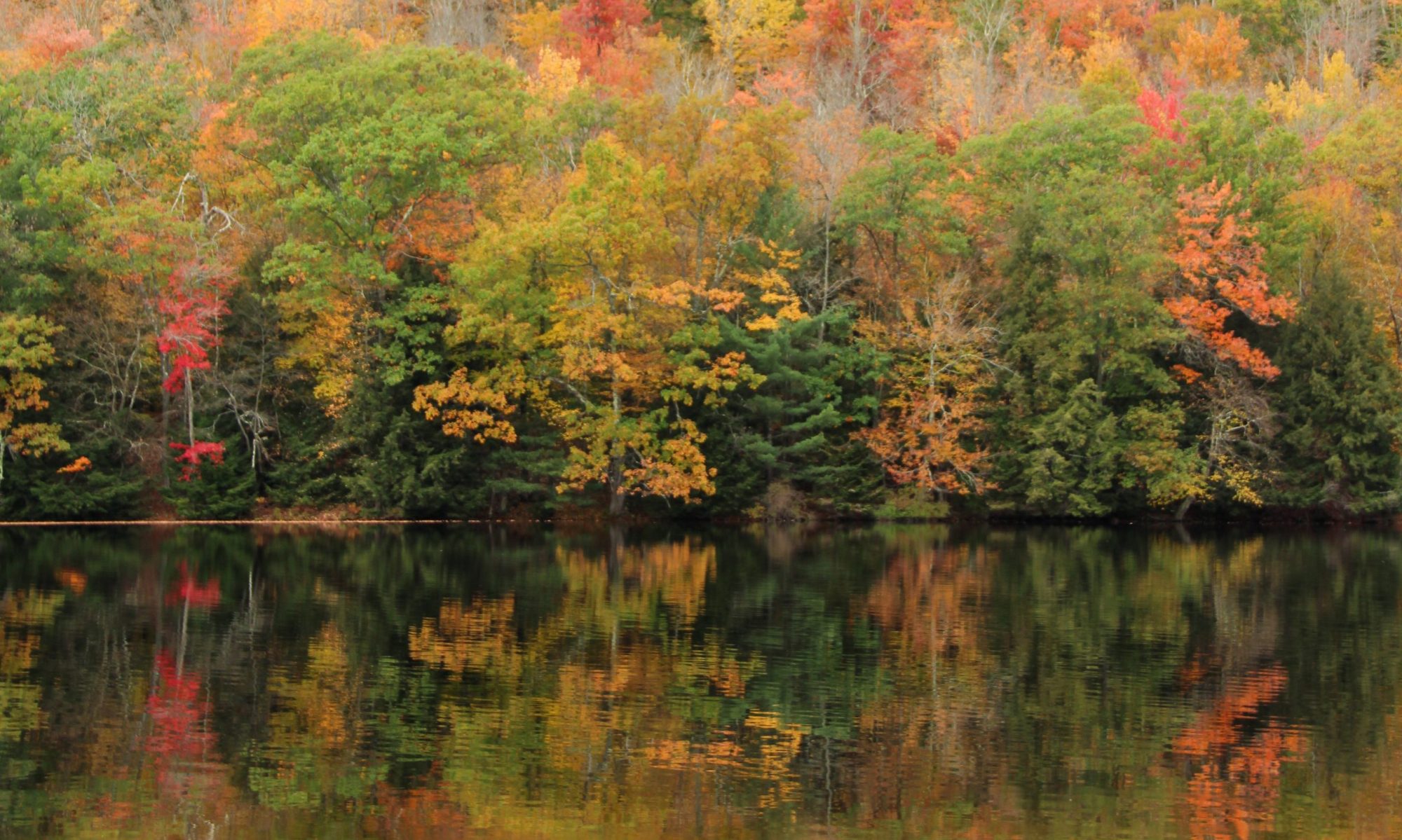 vibrantly colored leaves on trees in autum, reflecing in the water in front of them